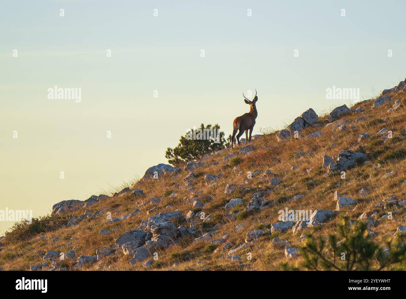 Young ridge hi-res stock photography and images - Alamy