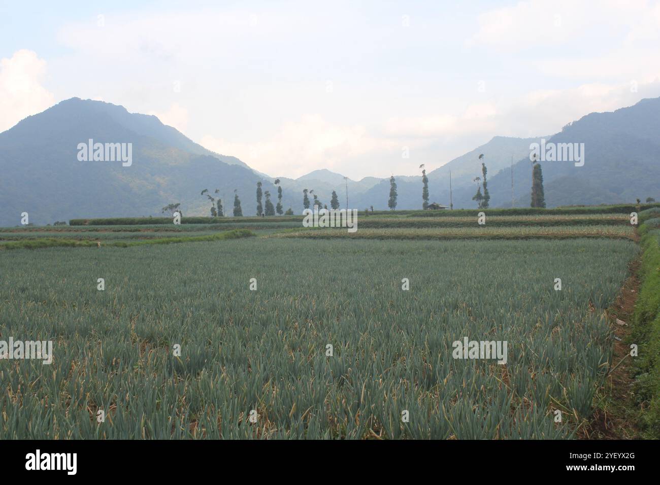 Onion plantation hi-res stock photography and images - Alamy