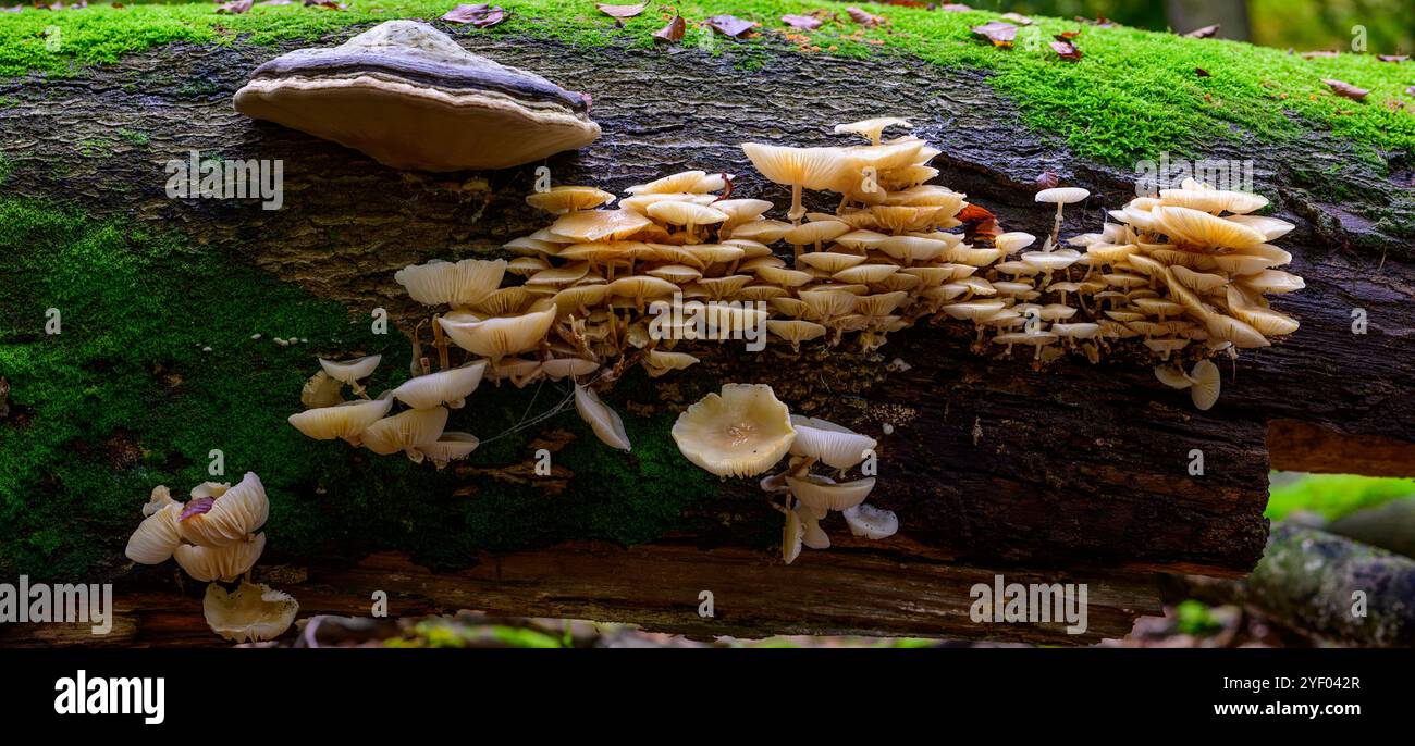 Large group of porcelain mushrooms on a fallen dead beech tree. Stock Photo