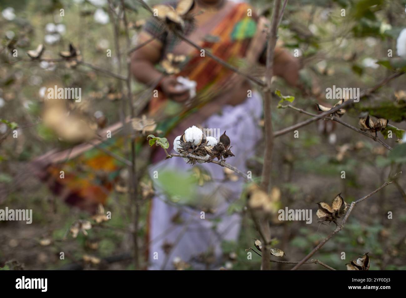 Indian woman in cotton field hi-res stock photography and images - Alamy