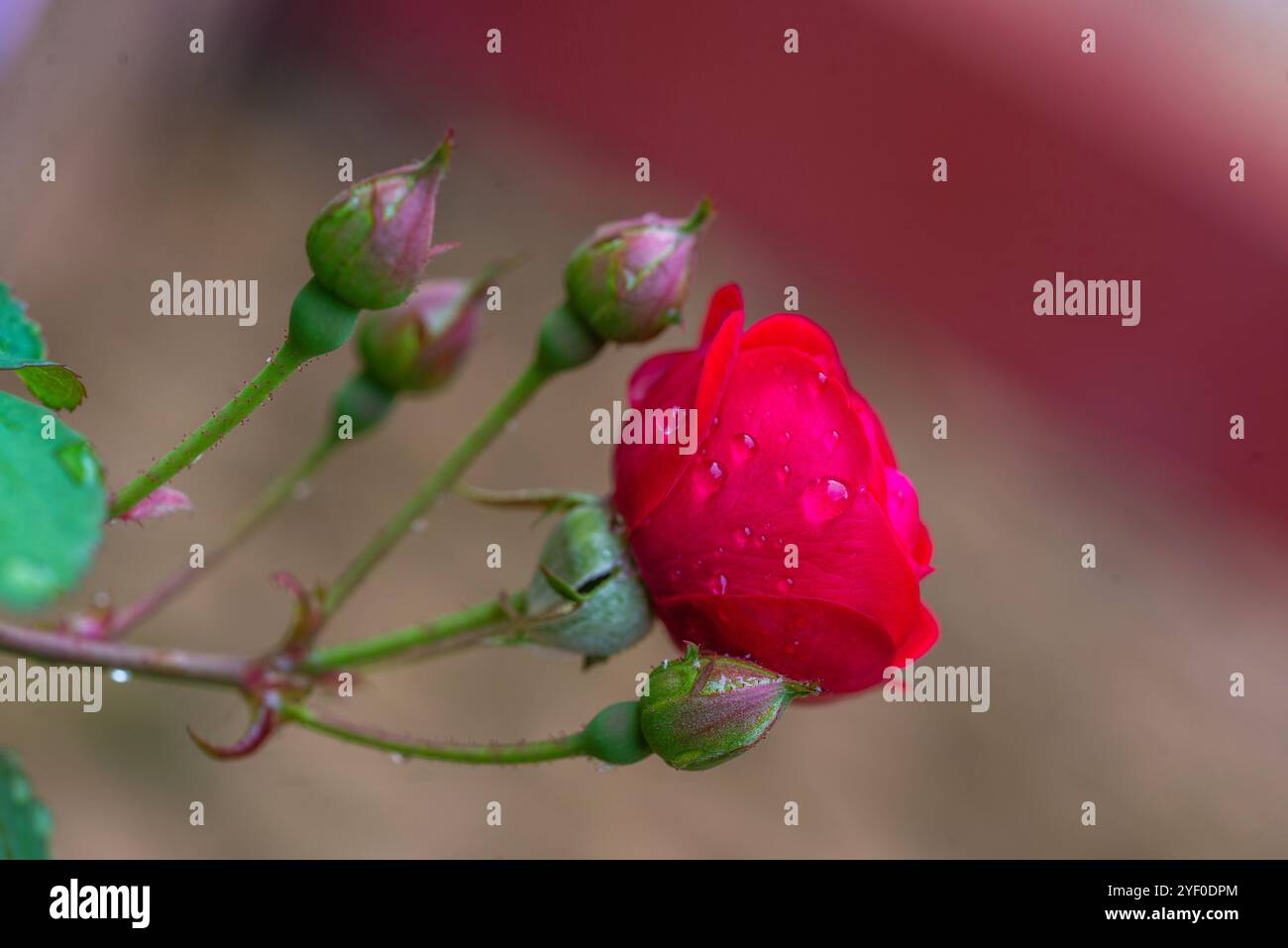 Mountain rose ( Rosa pendulina ) - Kampala Uganda Stock Photo