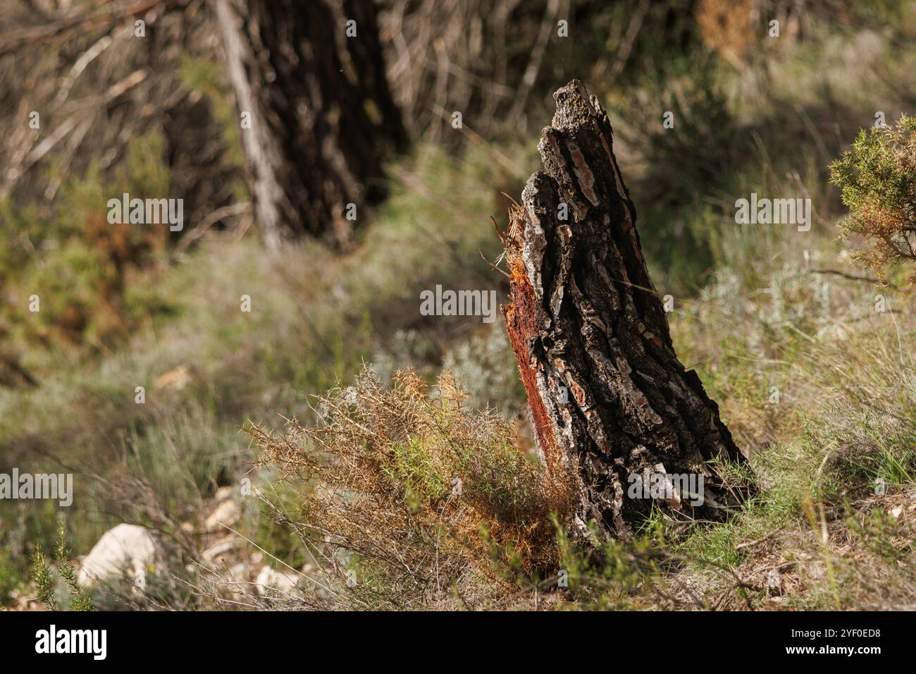 Pine stump broken by a storm, Alcoy, Spain Stock Photo