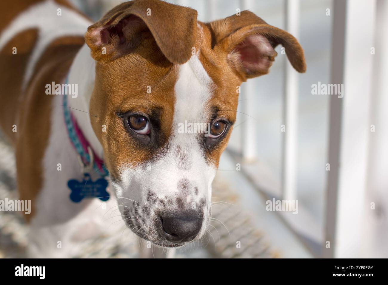 Cute brown and white pitbull mix dog with floppy ears looking shy. Selective focus. Stock Photo