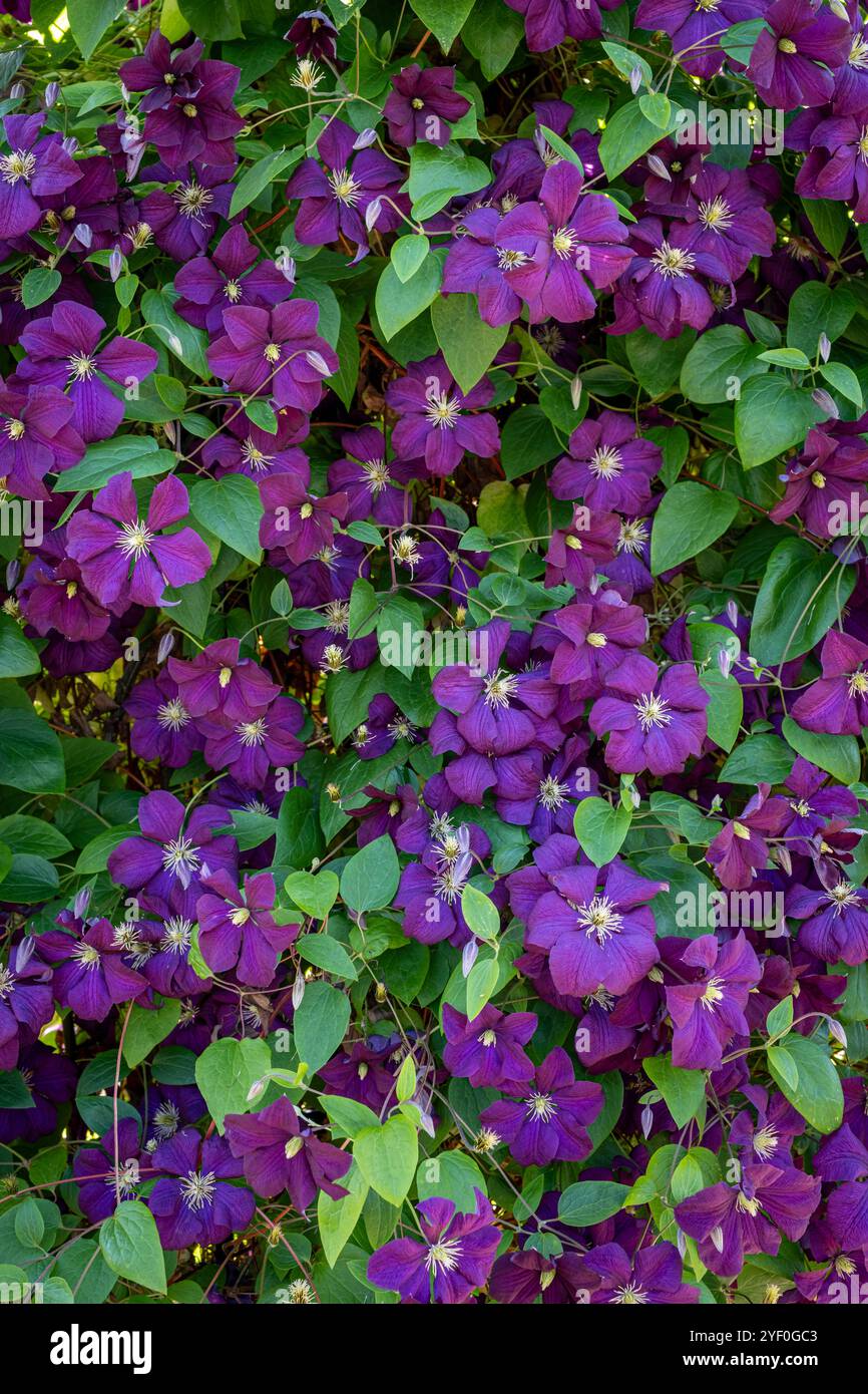 Clematis 'Etoille Violette' Stock Photo