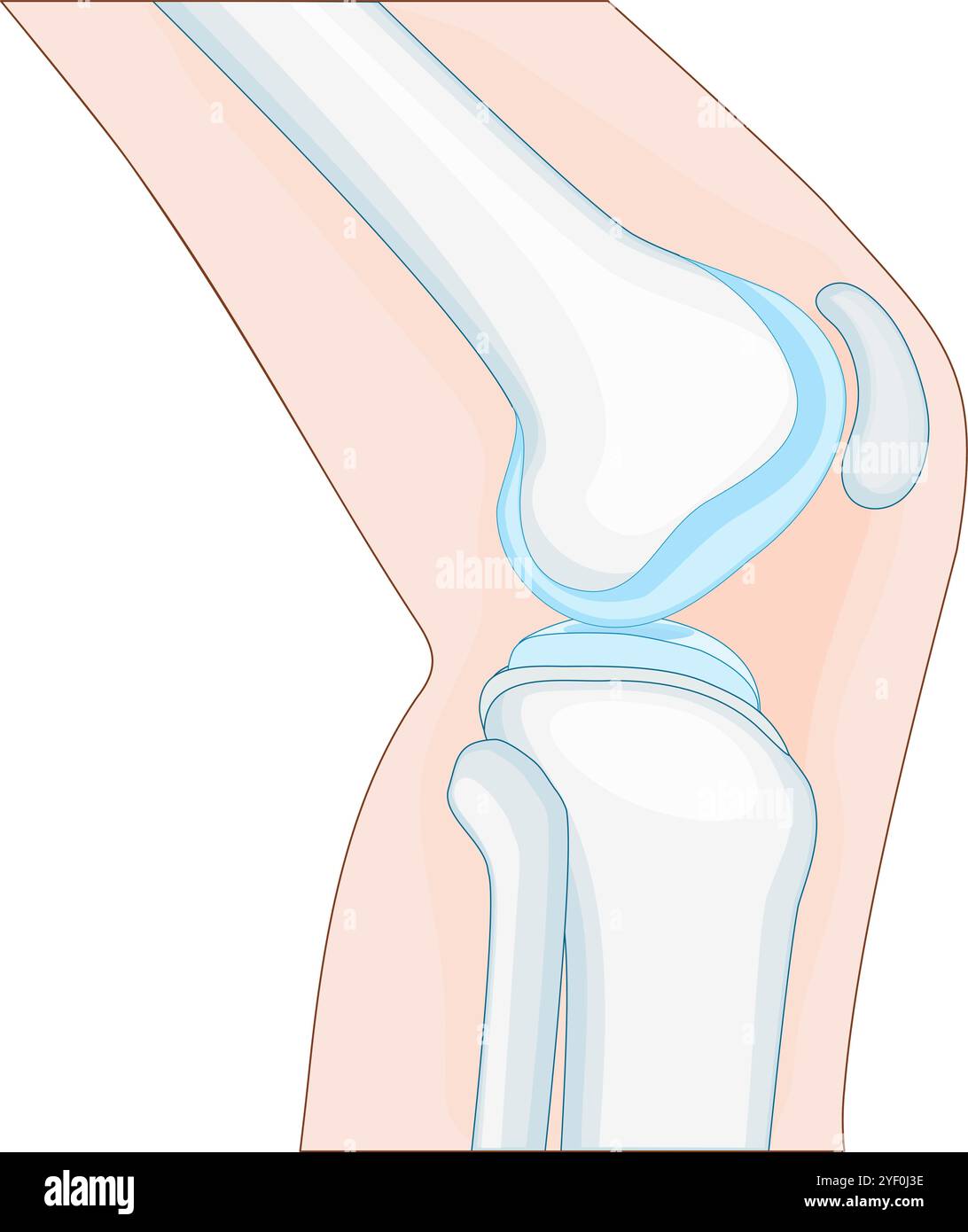 knee anatomy. side view. Cross section of the joint showing the main parts: femur, fibula, articular capsule, menisci, and patella. Vector poster Stock Vector