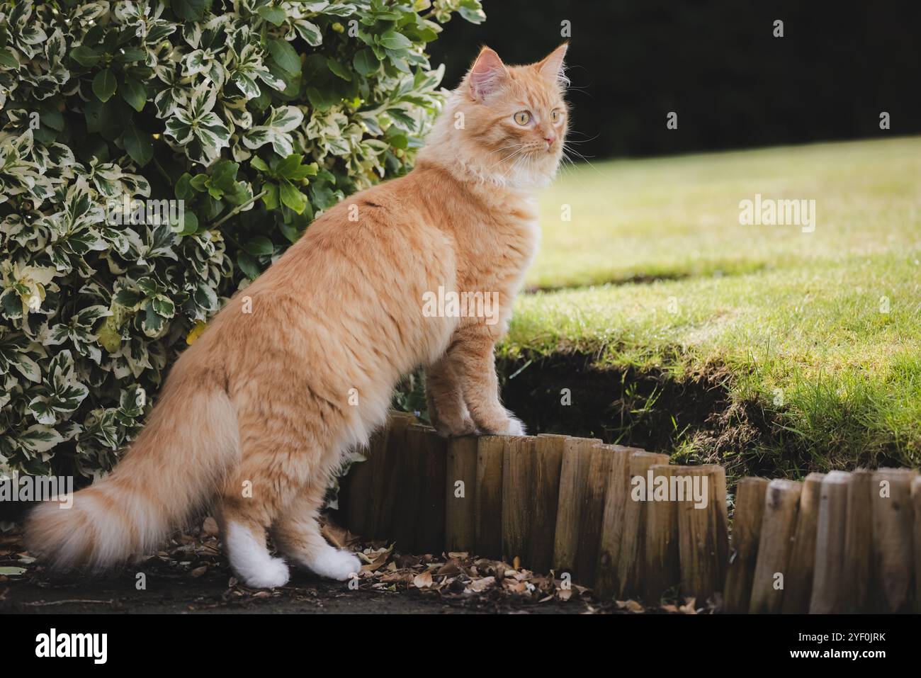 A fluffy ginger cat stands on alert in the backyard, exploring the garden with a watchful gaze and playful curiosity. Stock Photo