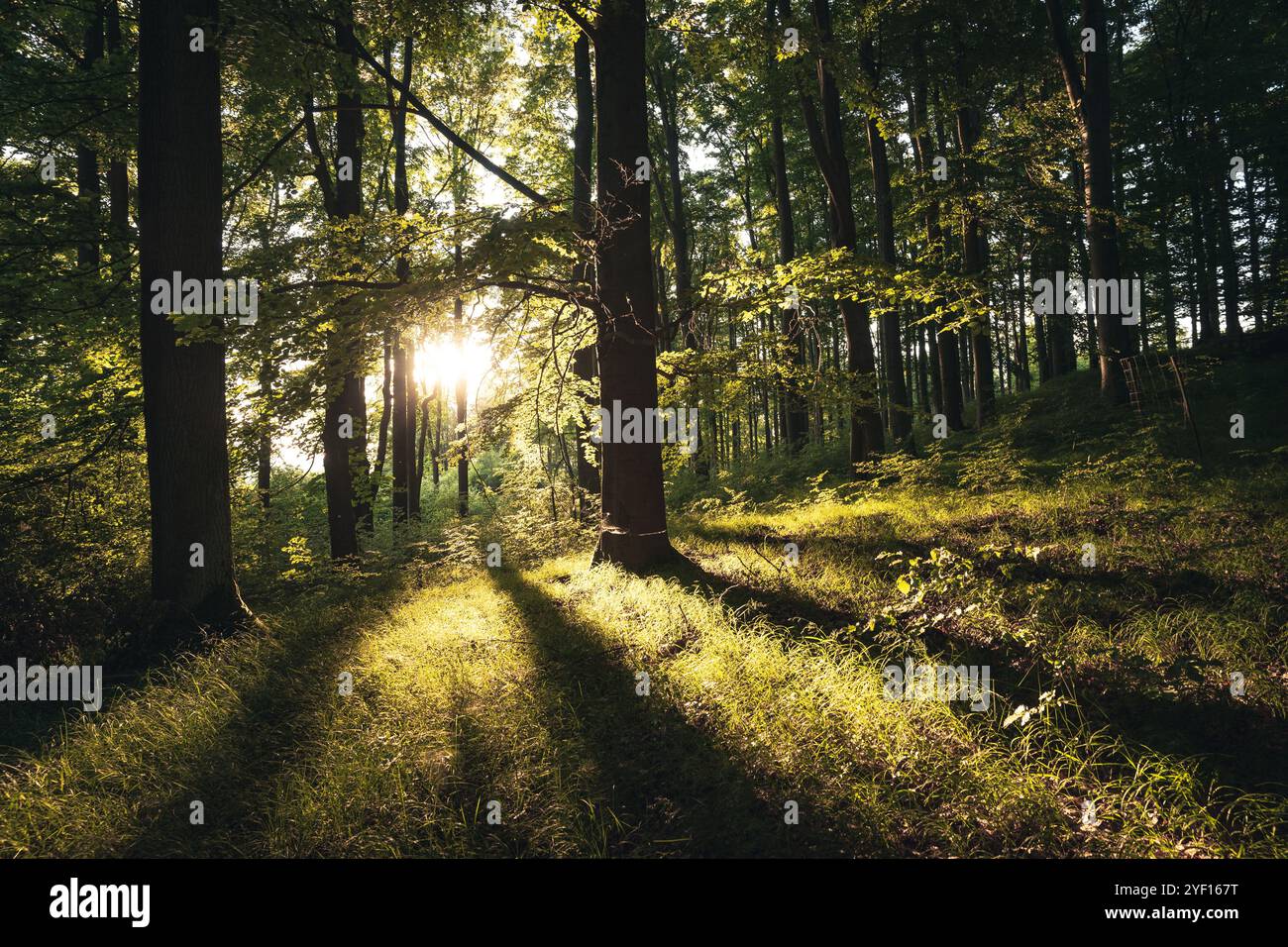 Sunrays shining through trees hi-res stock photography and images - Alamy