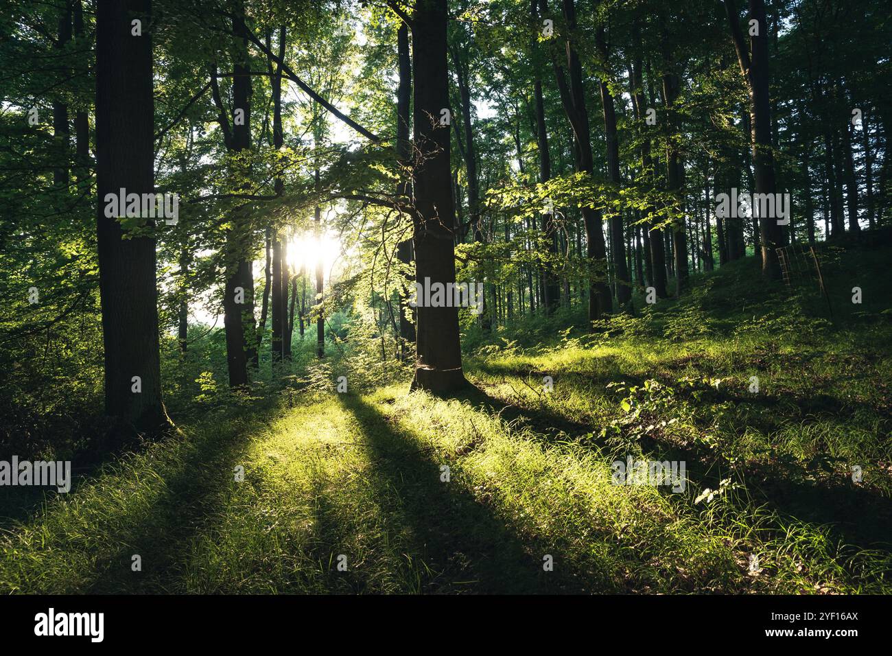 Light through tree stems hi-res stock photography and images - Alamy