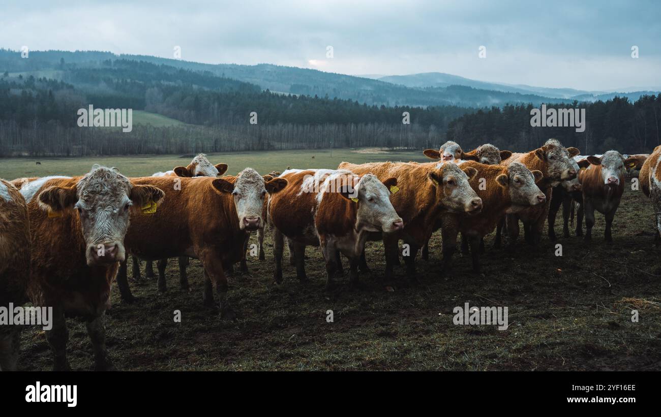 Group of cows on cloudy rainy day Stock Photo - Alamy