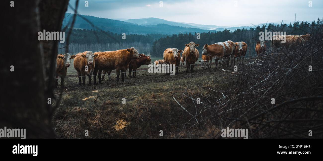 Group of cows on cloudy rainy day Stock Photo - Alamy