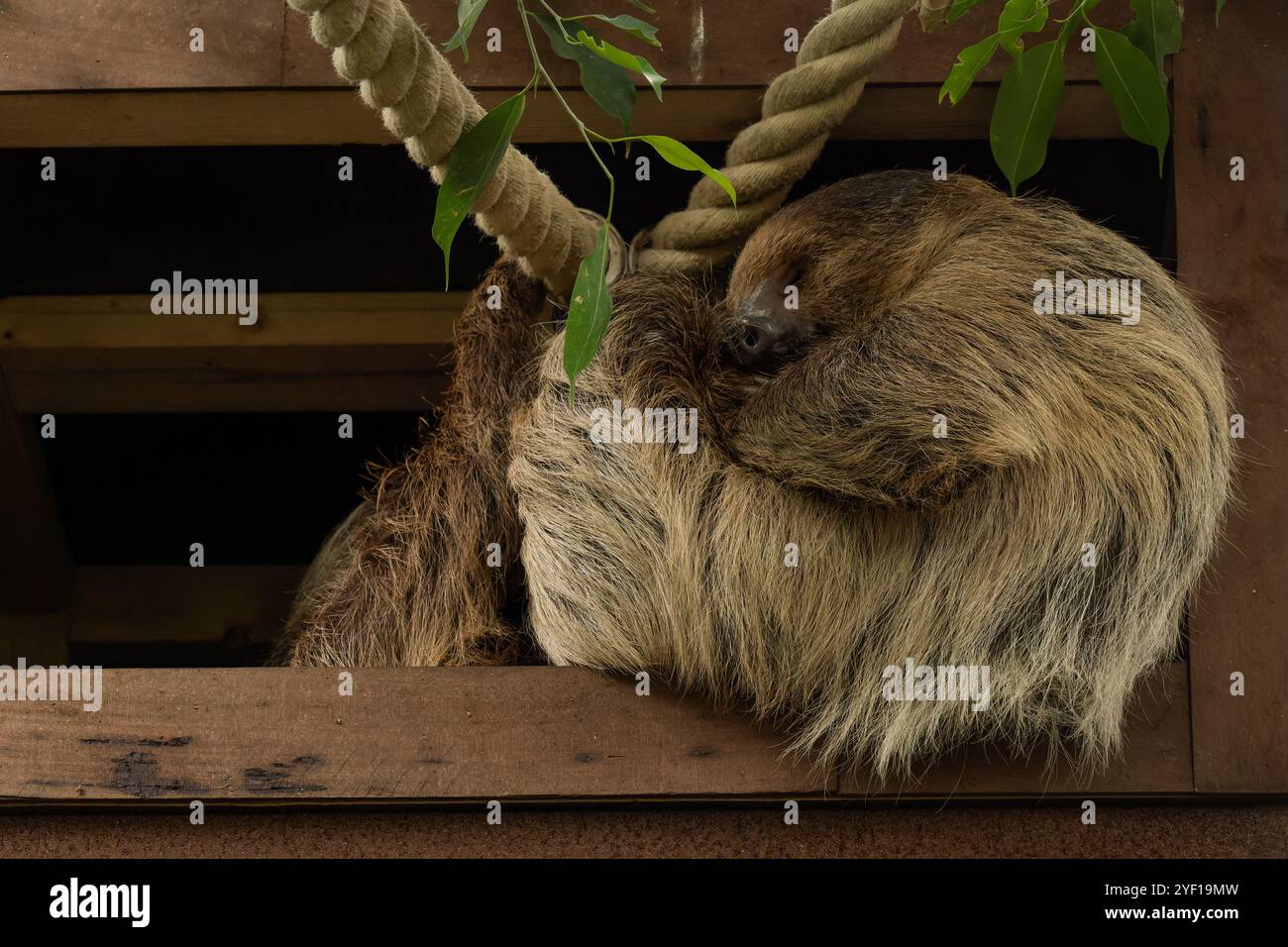 Closeup of a three toed sloth hi-res stock photography and images - Alamy