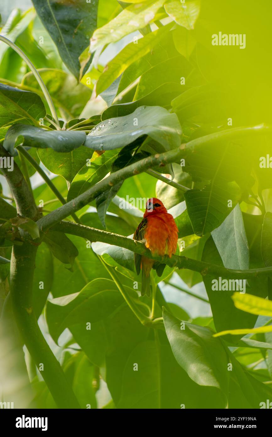 Red fody or red cardinal fody disappearing on the green palm tree ...