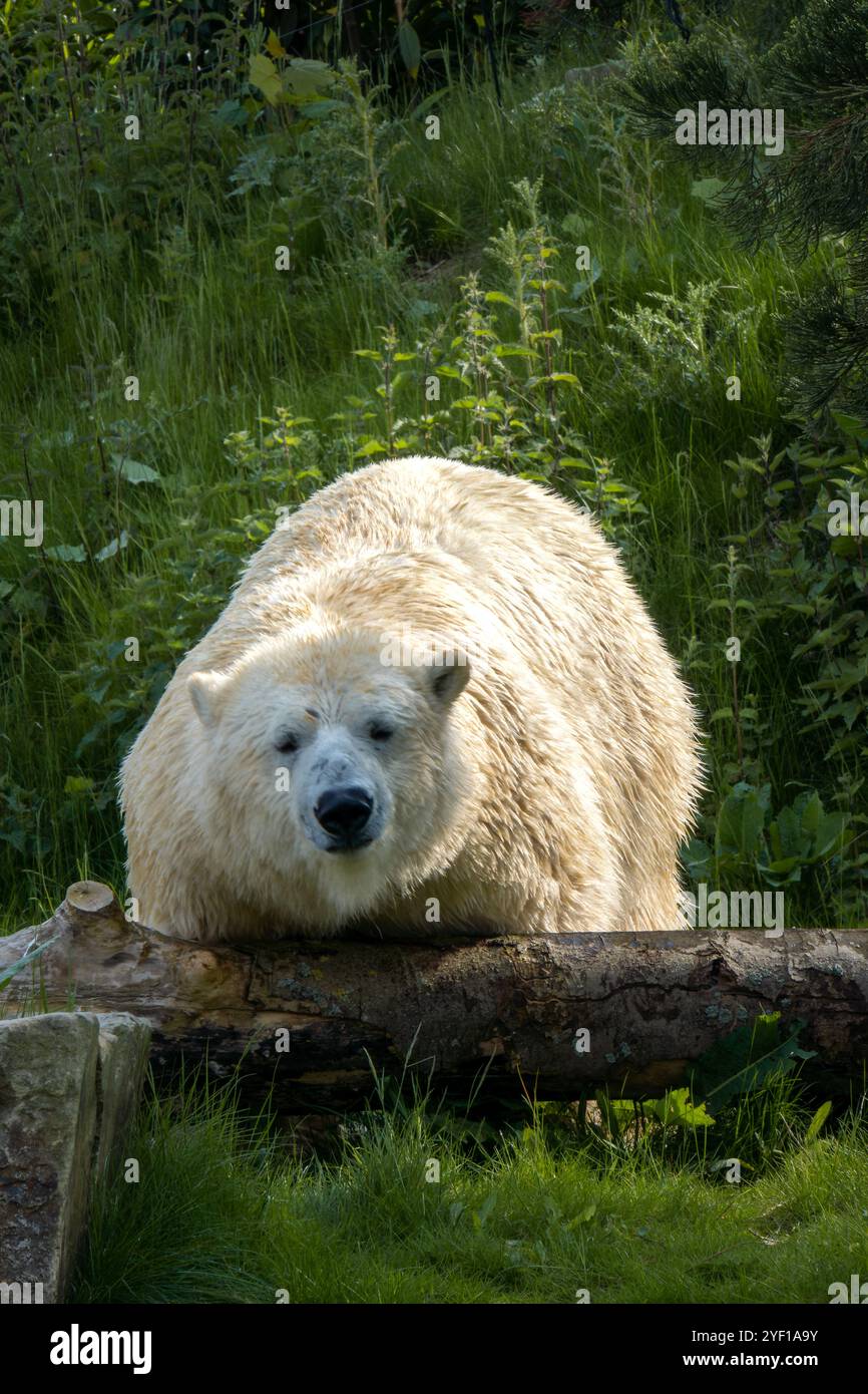 Polar bear sleeping zoo hi-res stock photography and images - Alamy, image size:866x1390