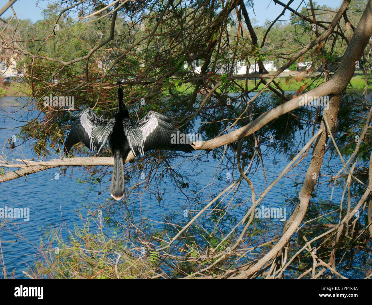 Anhinga black bird perched on small tree limbs on the edge of water. Wings are spread open on a sunny day. Preening with the beak to position feathers Stock Photo