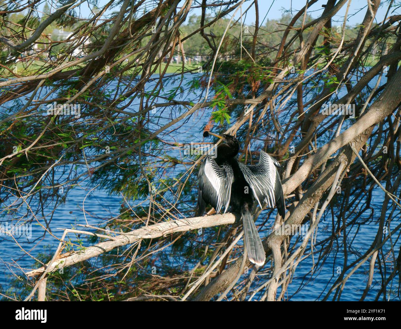 Anhinga black bird perched on small tree limbs on the edge of water. Wings are spread open on a sunny day. Preening with the beak to position feathers Stock Photo