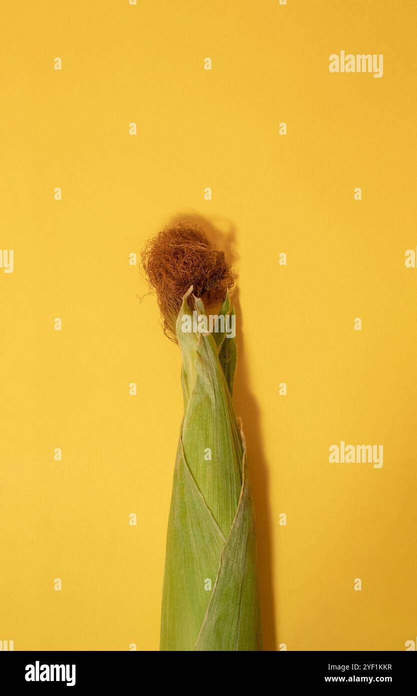 Corn on the cob with corn silk on a yellow background. Stock Photo