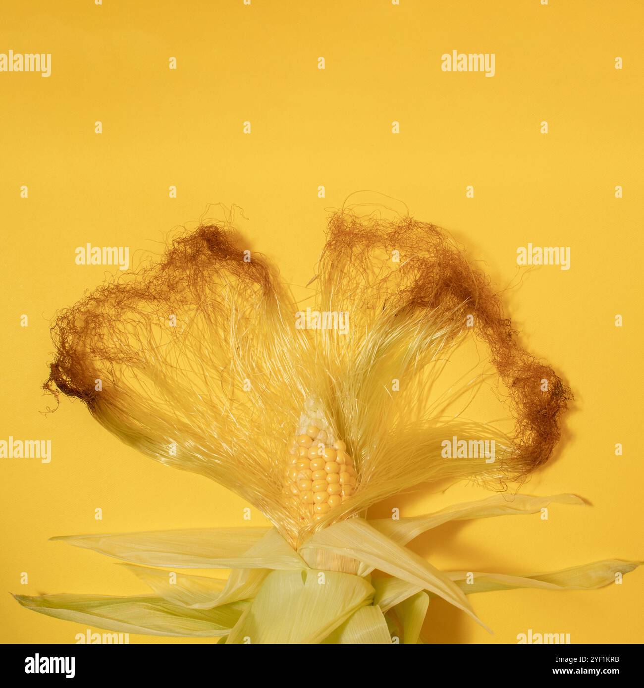 Corn on the cob with corn silk on a yellow background. Stock Photo