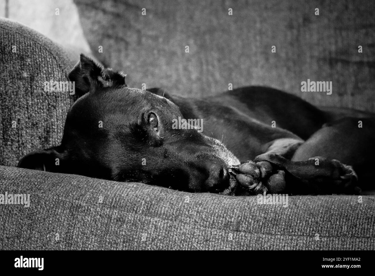 Black & White photo of an elderly dog reclined on a couch Stock Photo ...