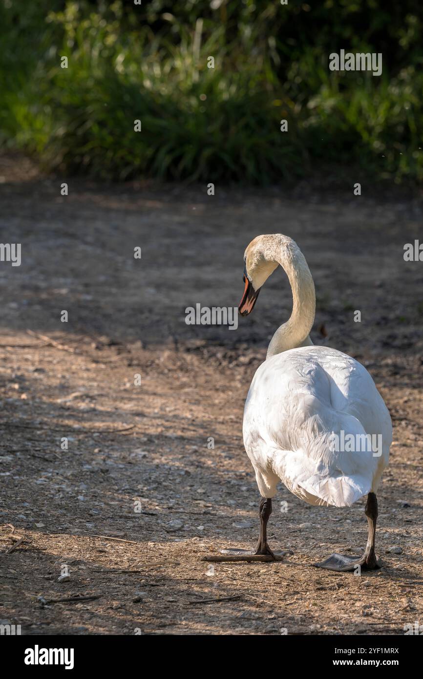 Bird hide on path hi-res stock photography and images - Alamy
