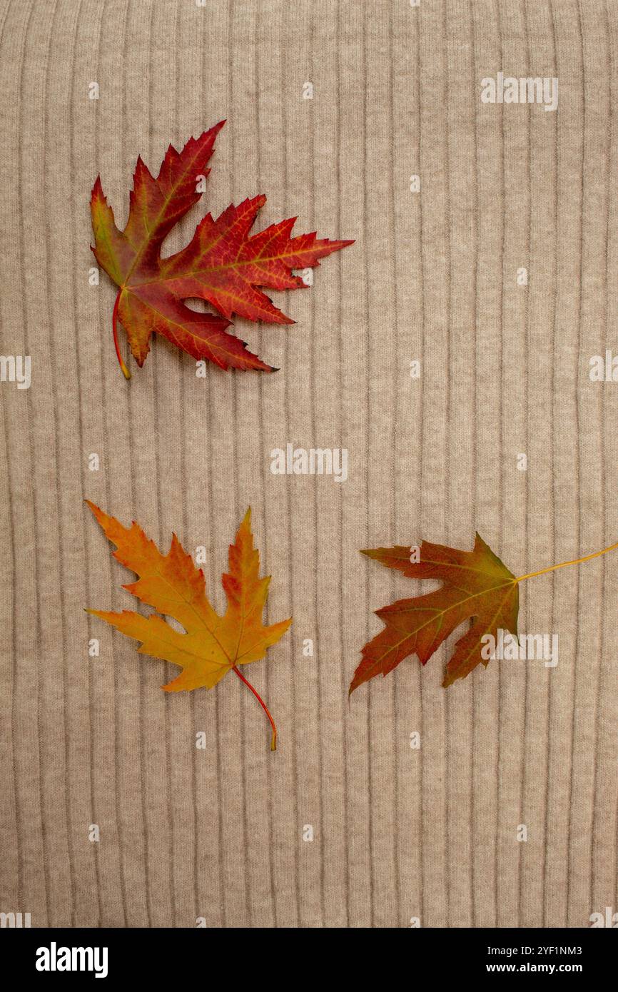 Creative arrangement of colorful autumn leaves on a textile background. Flat lay. Season concept. Stock Photo