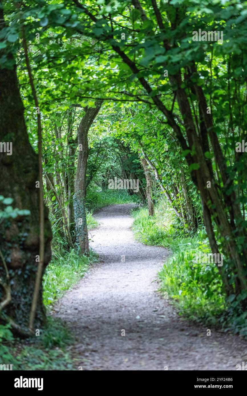 Walking path in Leighton Moss RSPB reserve, Lancashire, England, United ...
