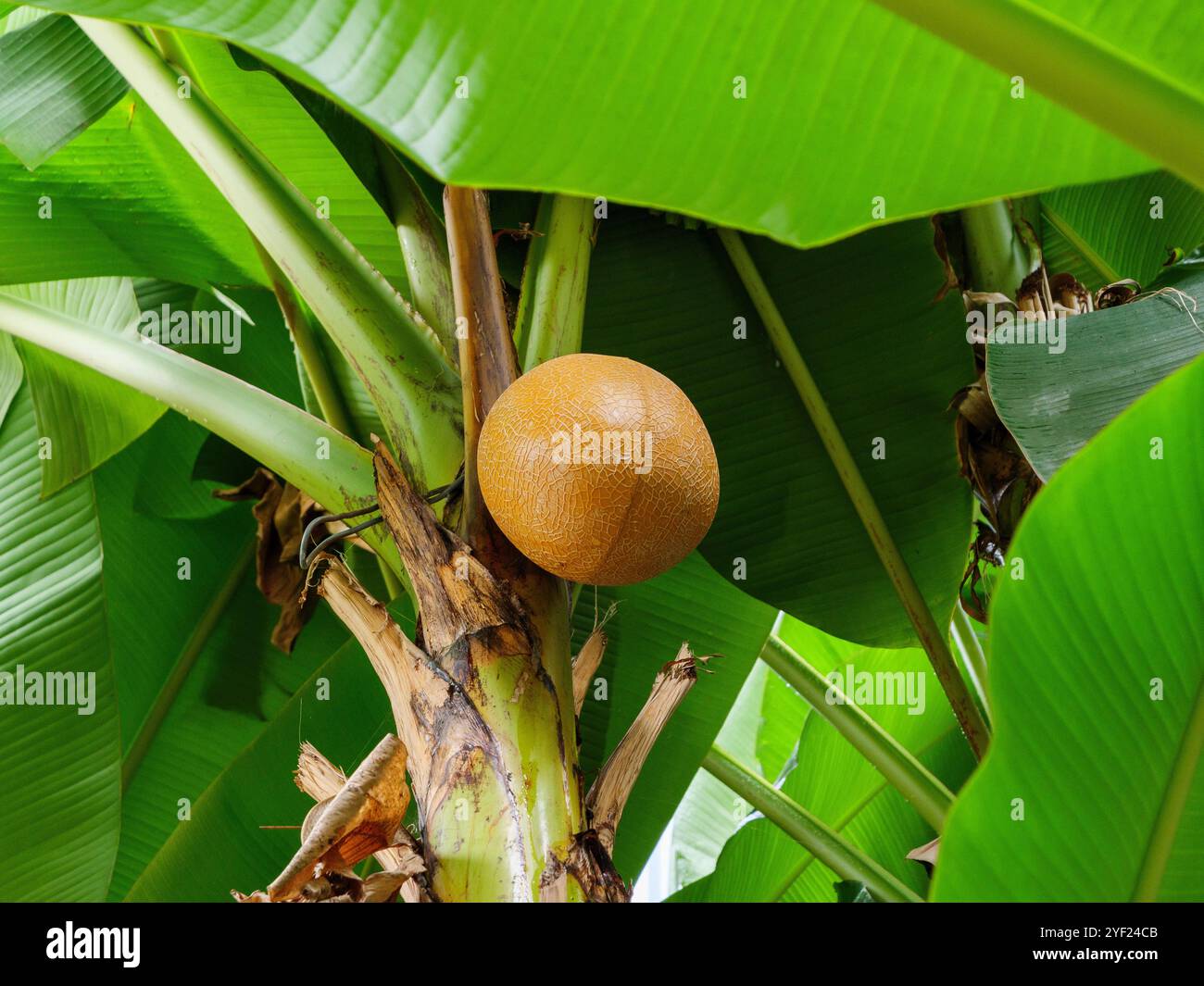 A tropical banana tree displays a solitary fruit hanging among vibrant leaves. Banana tree bearing a single exotic fruit surrounded by lush green leaves Stock Photo