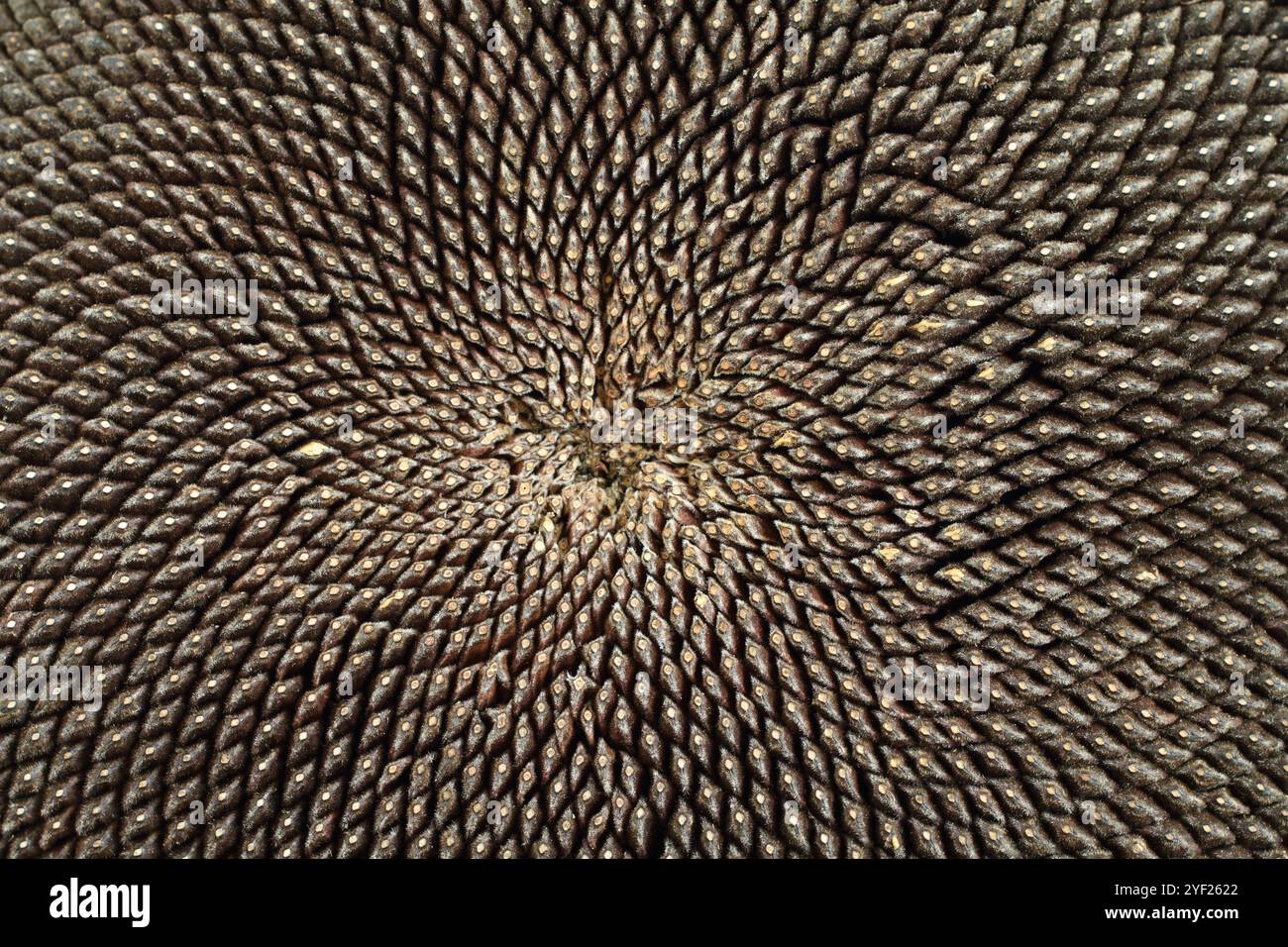Ripe seeds in the core of sunflower. Closeup. Macro. Day light Stock Photo