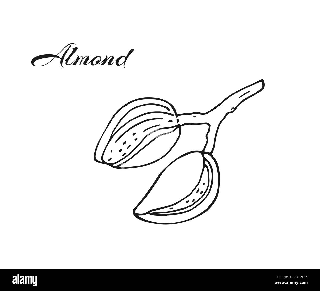 Almond Branch with ripe fruits. Hand-drawn botanical illustration isolated on white. Stock Vector