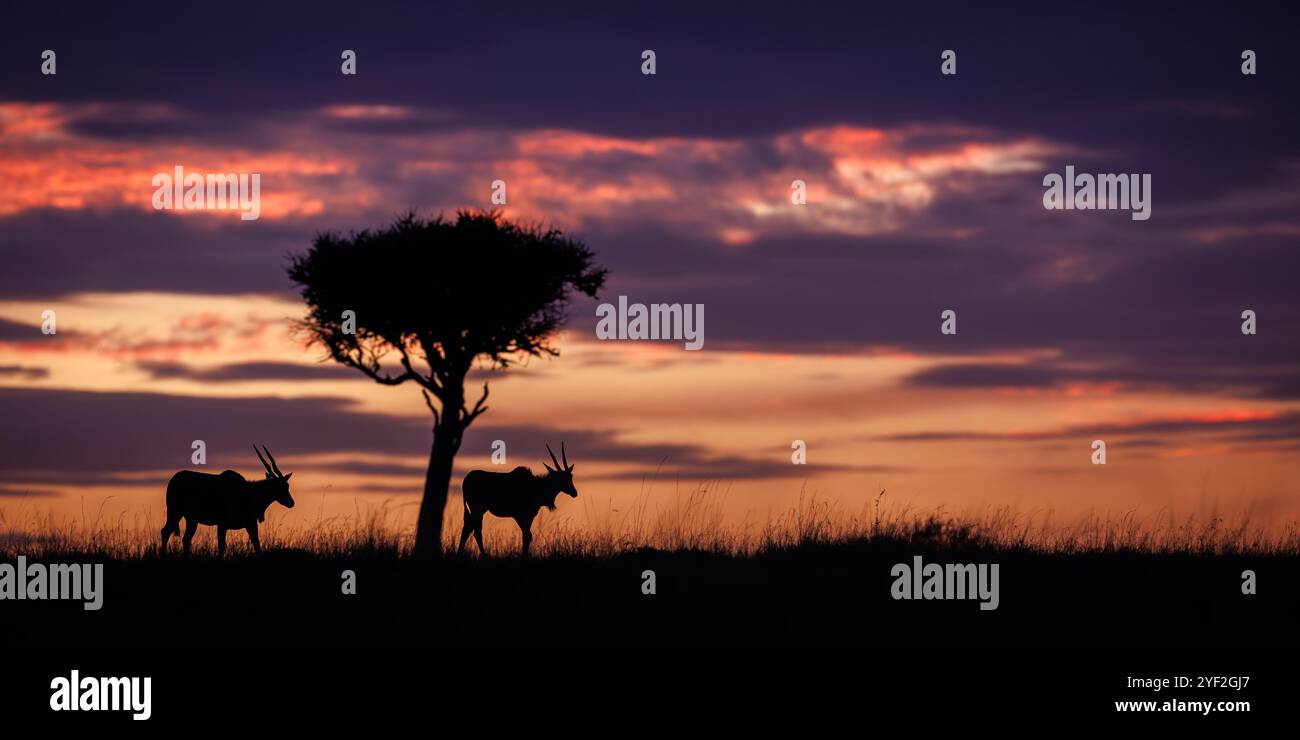 Two Eland with a lone tree silhouetted against a glorius east African sunrise, showing tones of purples, orange and pink. Copy space on the right side Stock Photo