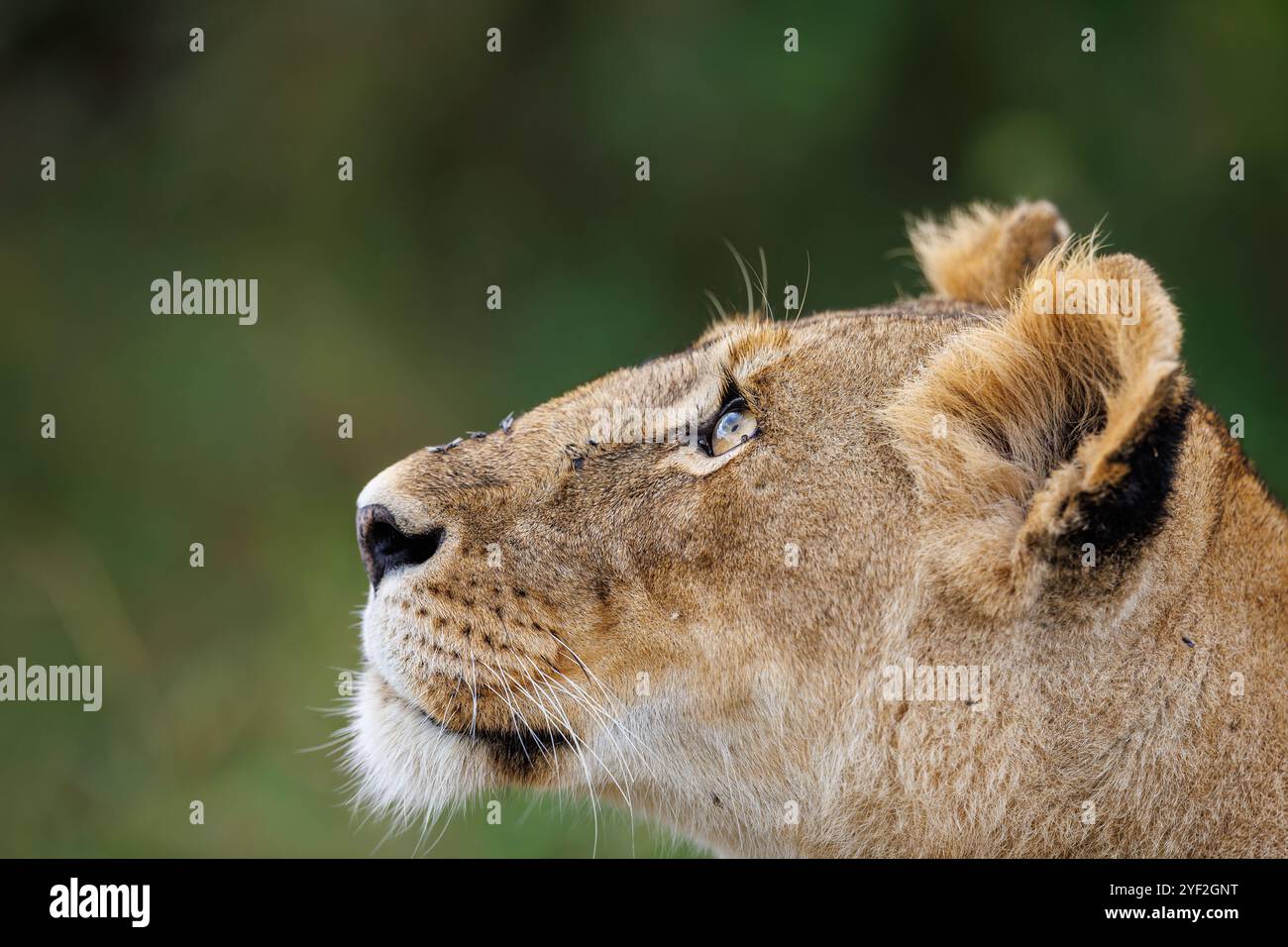 close up , head portrait of a lioness staring upwards, against a soft green background Stock Photo