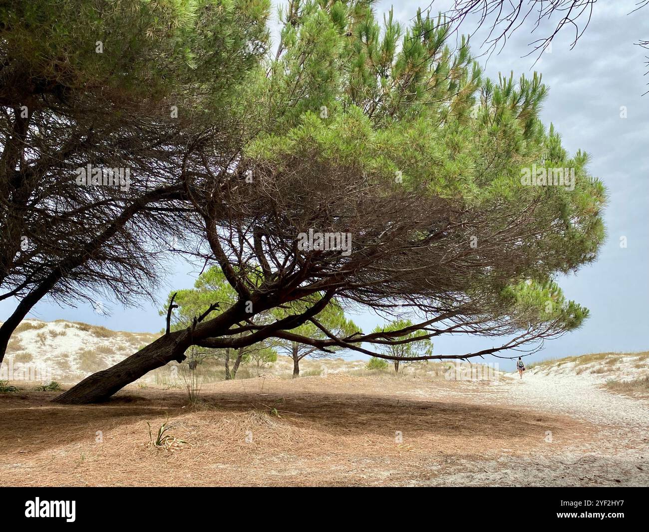Woman going to the beach past a Leaning Tree on Sandy Dunes - Smartphone Captured Stock Image