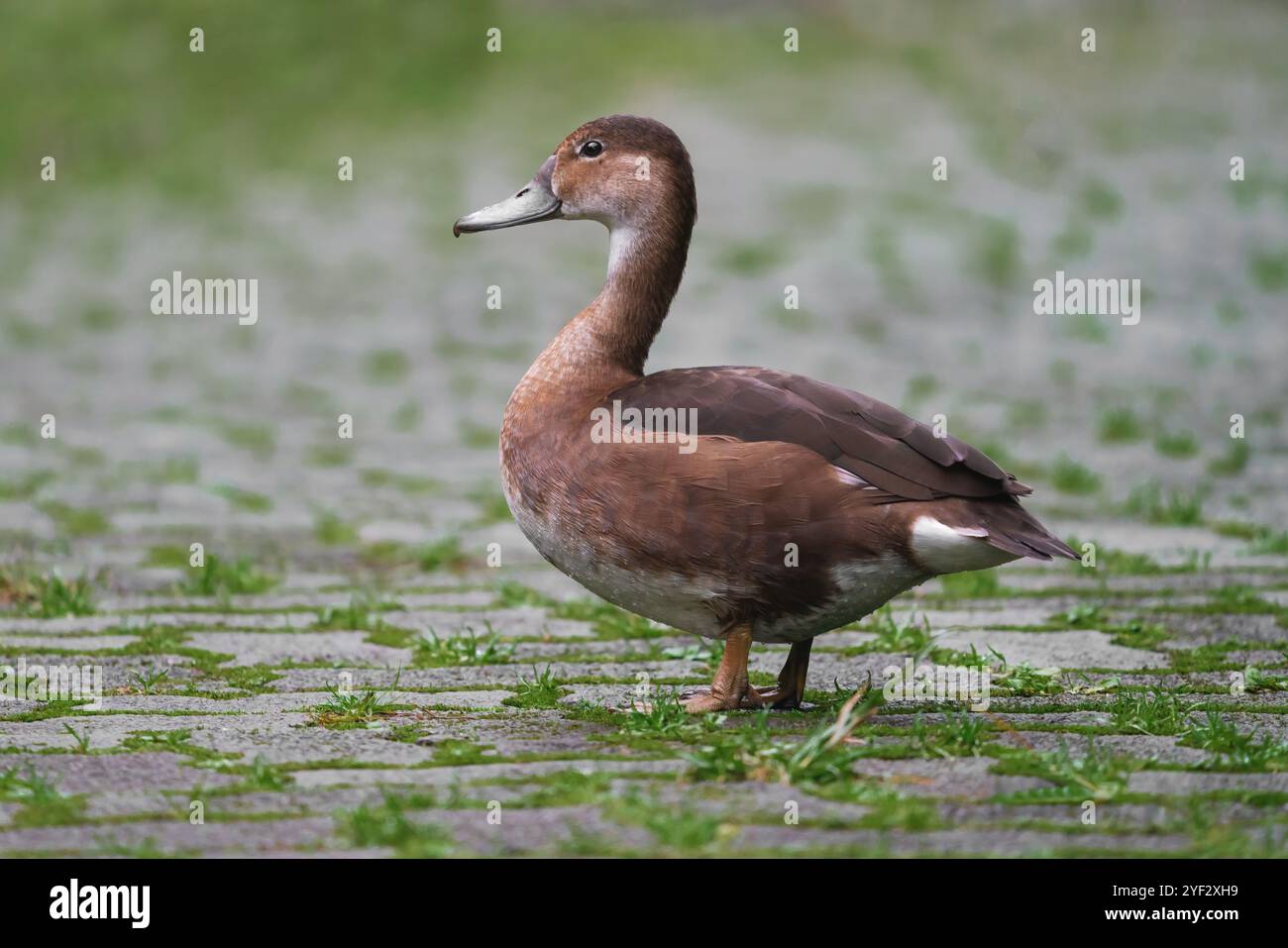 Female Rosy-billed Pochard duck (Netta peposaca) Stock Photo