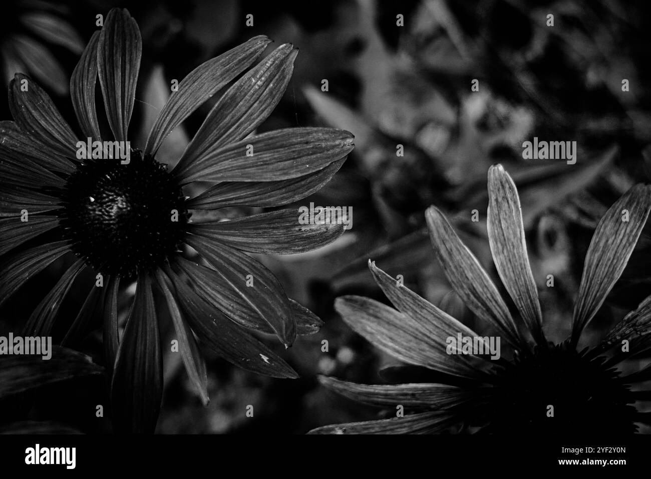 White petal contrast Black and White Stock Photos & Images - Alamy