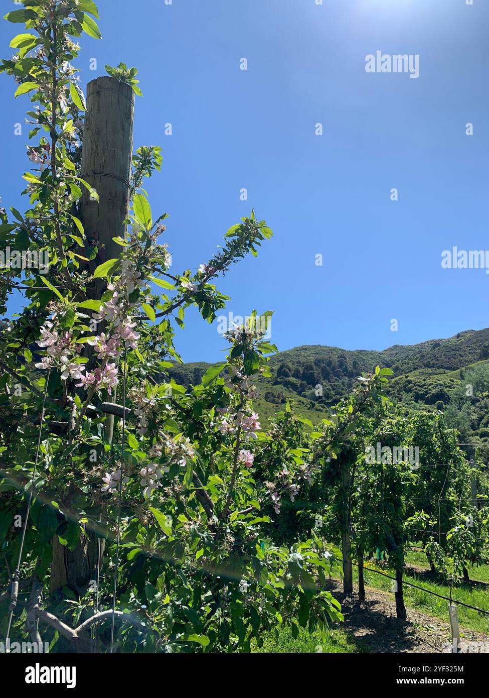 Apples trees growing in Spring - Smartphone Captured Stock Image
