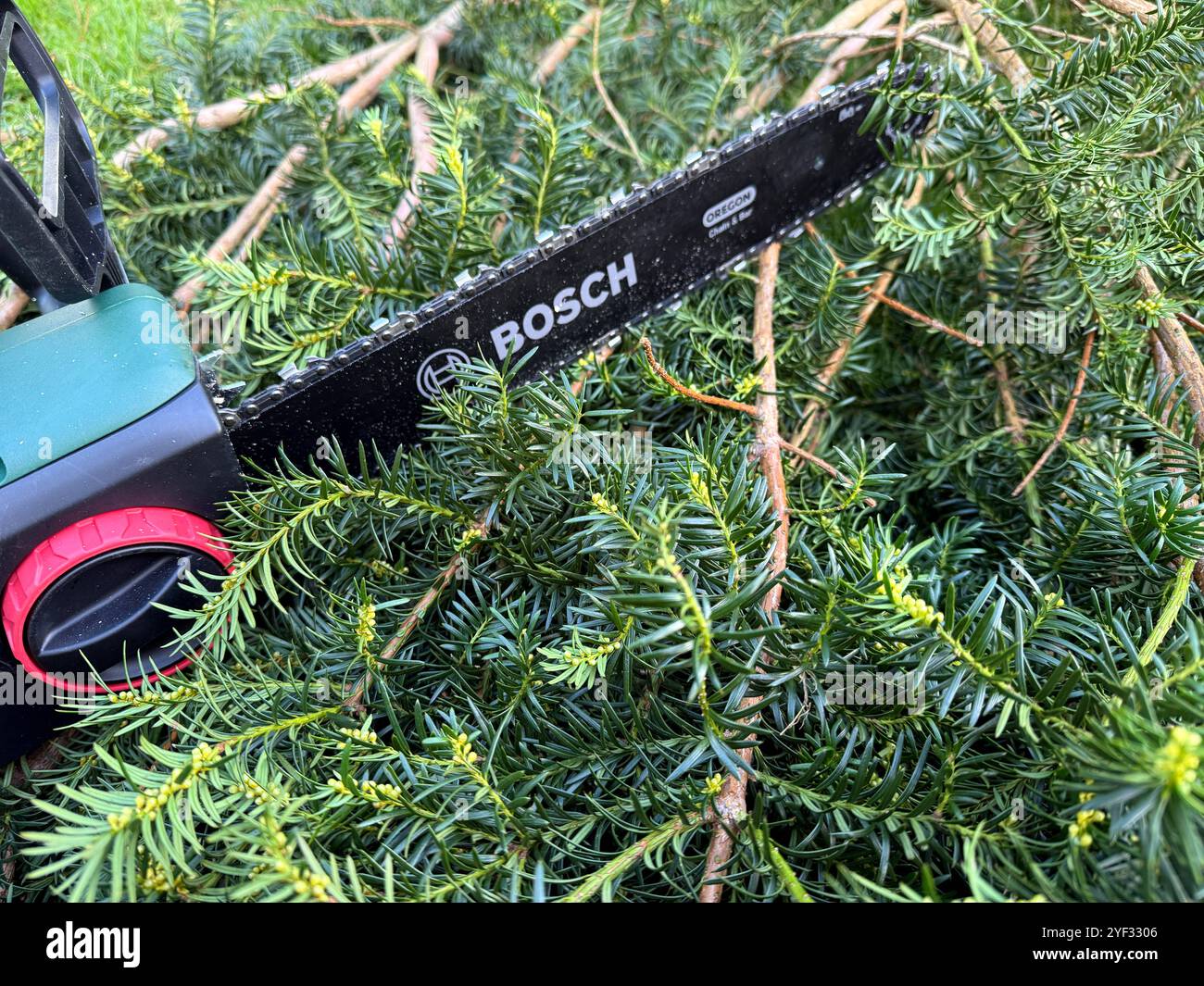 Kettensage Hecke Schneiden
