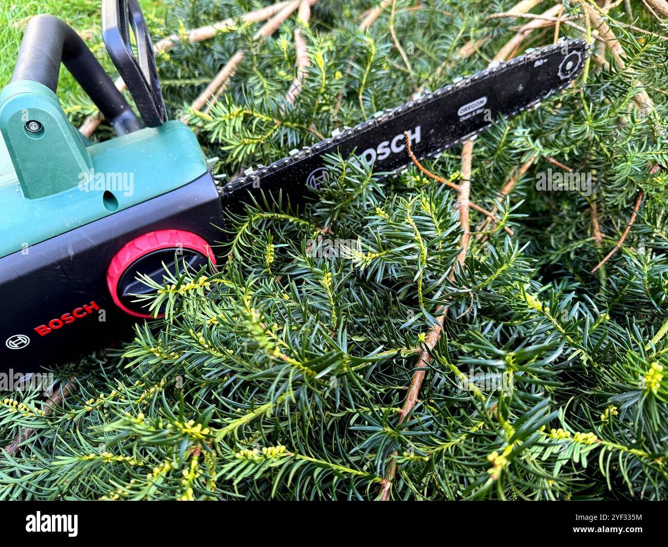 Kettensage Hecke Schneiden