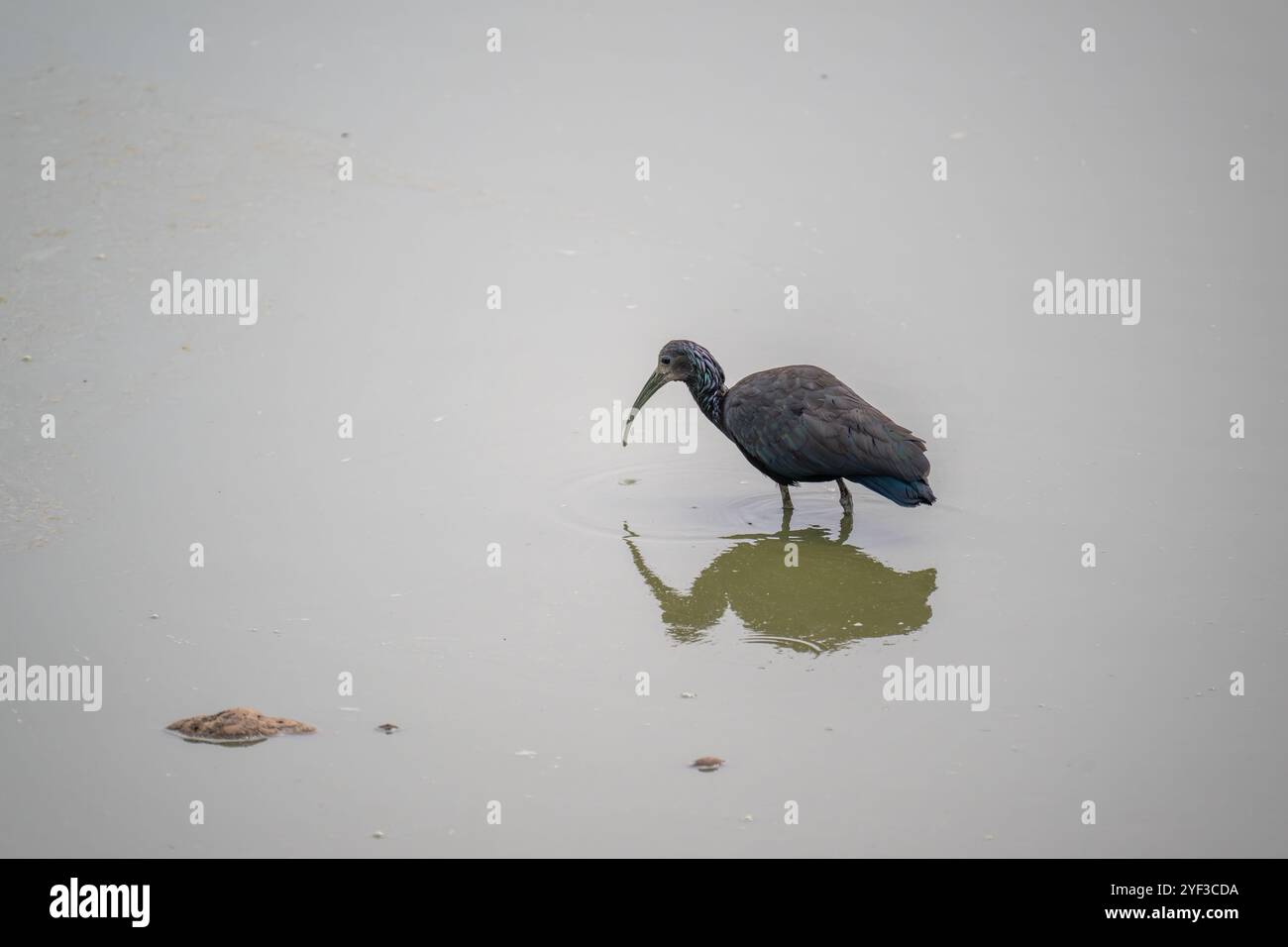 Green Ibis fishing - reflected in the water of a pond Stock Photo