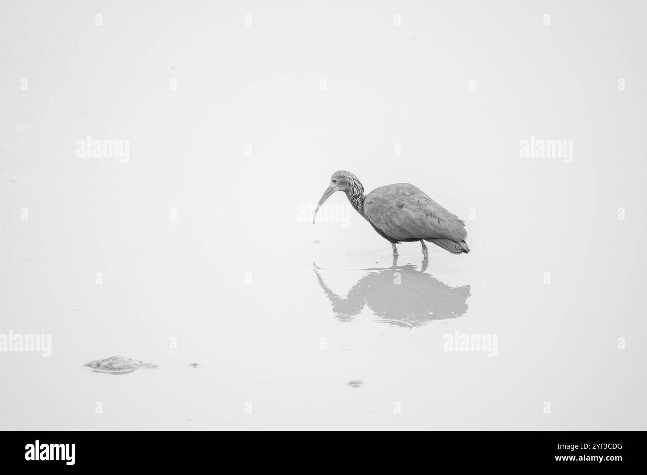 black and white image of a a green ibis fishing on a pond with reflections Stock Photo