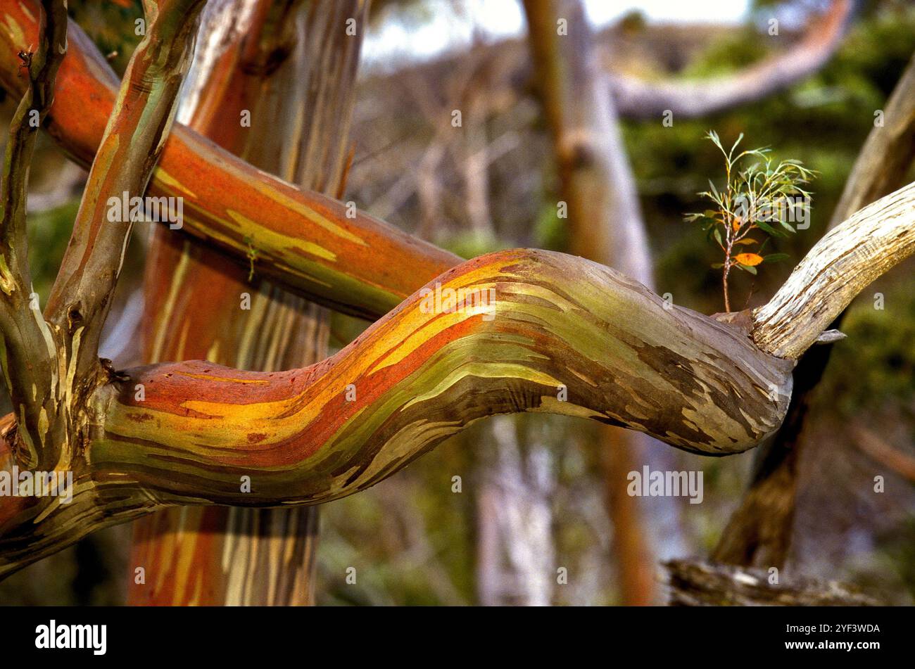 Detail of a snow gum tree branch, Tasmania, Australia Stock Photo