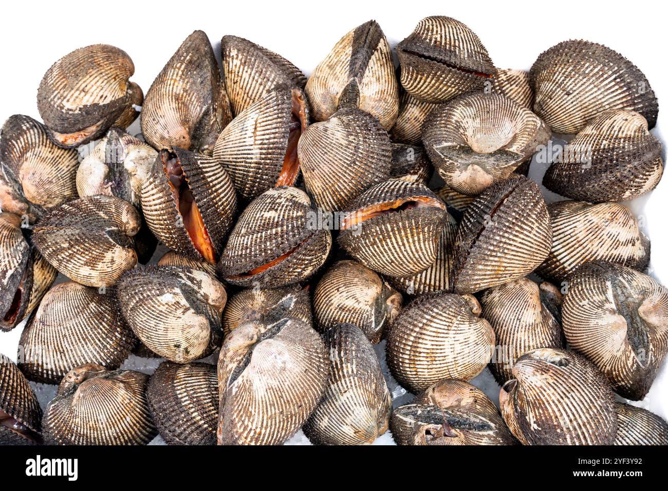 close up view of multiple  blood clams Stock Photo