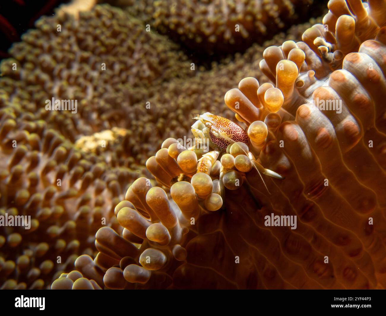 Neopetrolisthes maculata, Spotted porcelain crab on a sea anemone in ...