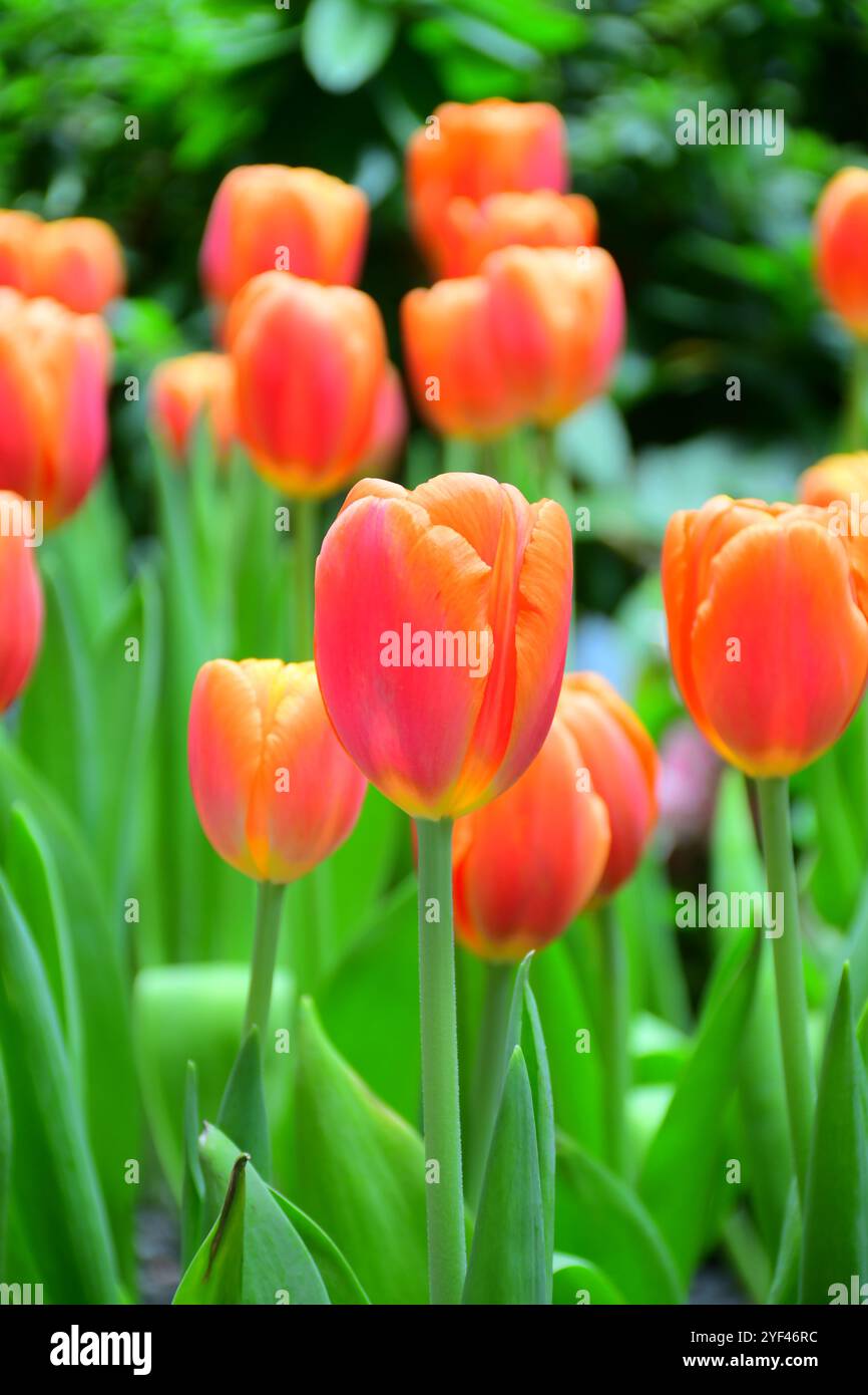 Two tone tulip in the indoor dome garden. Stock Photo