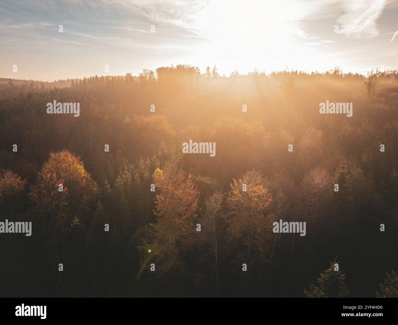 Autumn forest at sunset with golden light and colourful canopy of leaves under a bright sky, Gechingen, Black Forest, Germany, Europe Stock Photo