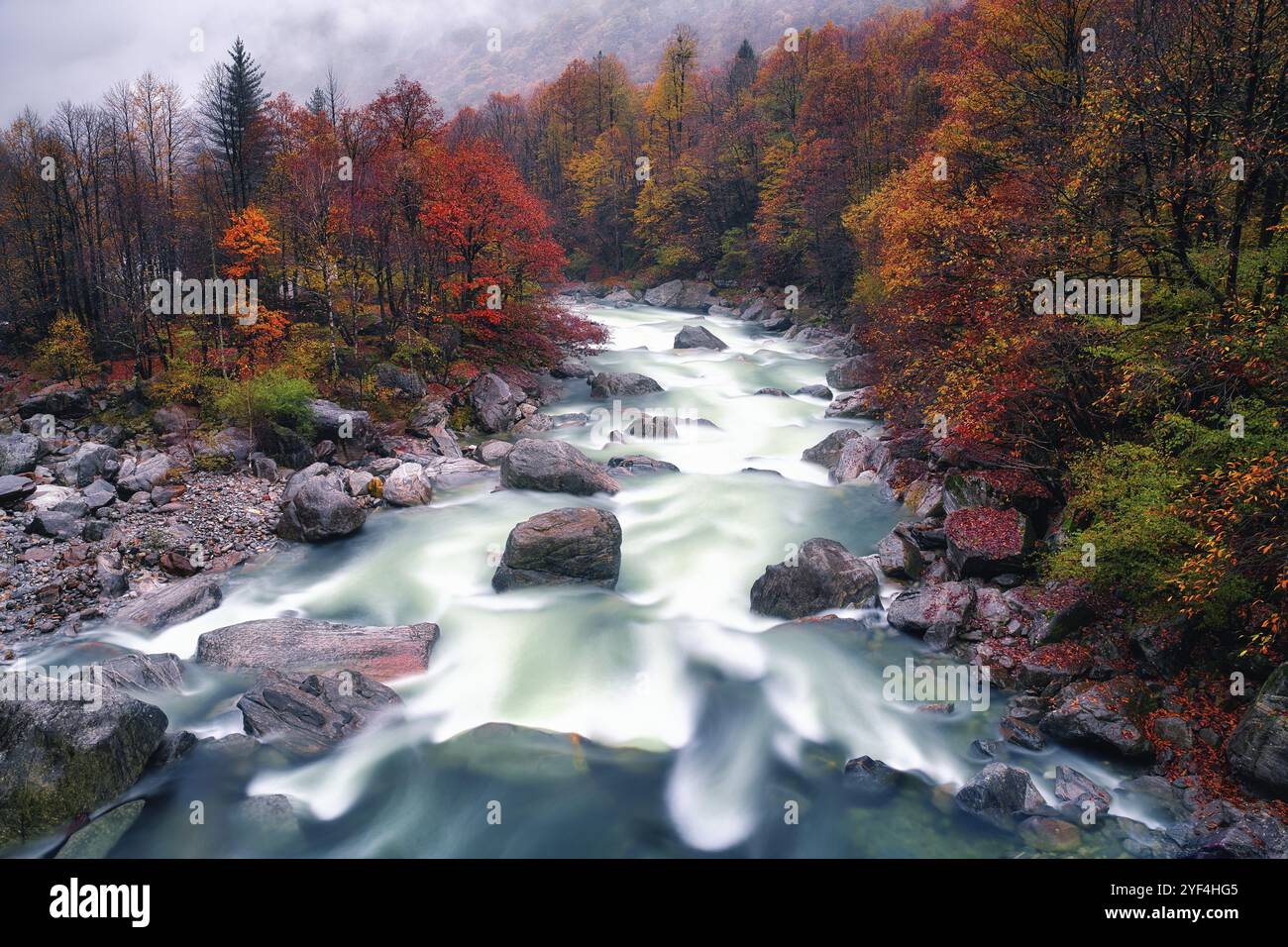 Versasca Verzasca river lined with autumn-coloured deciduous trees, rainy and ...