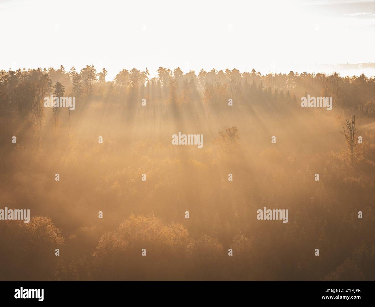 Forest in the morning light with golden sunbeams penetrating through the fog and illuminating the autumn trees, Gechingen, Black Forest, Germany, Euro Stock Photo