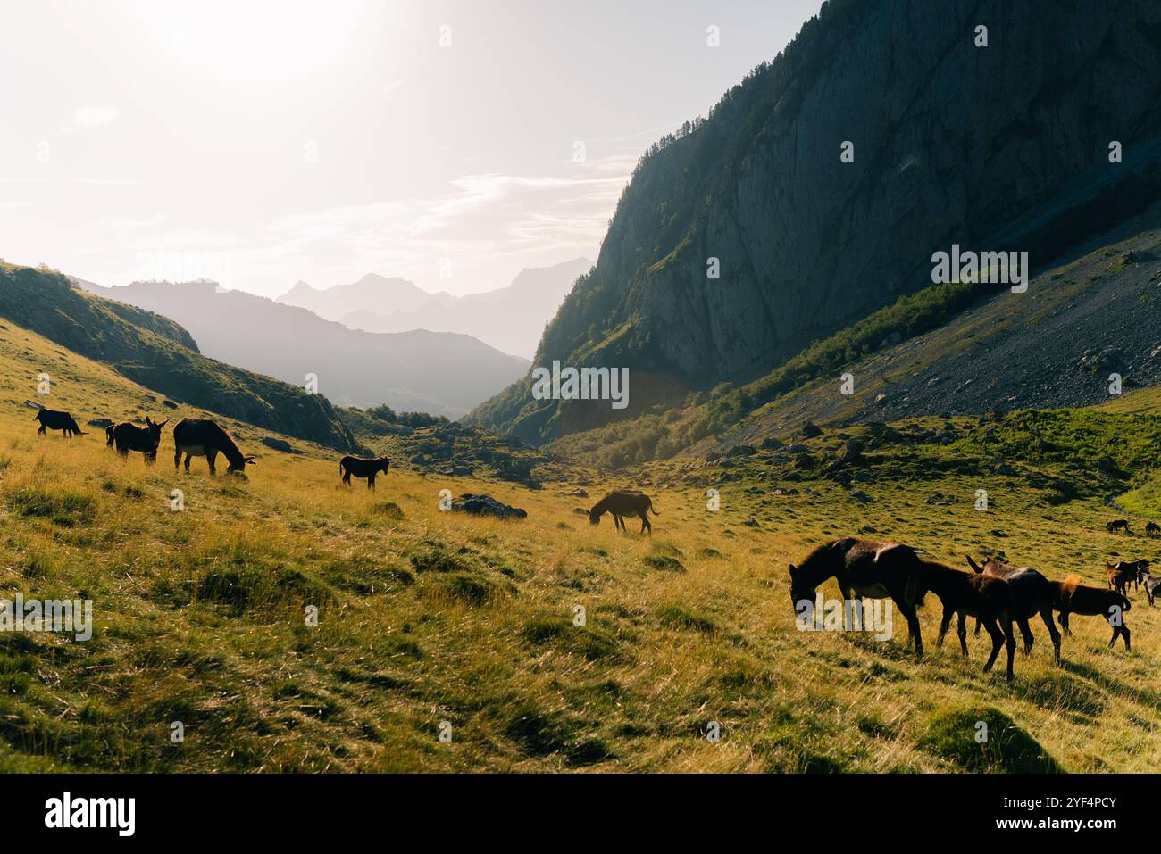 Catalan donkeys in the Pyrenees in Spain. High quality photo Stock Photo