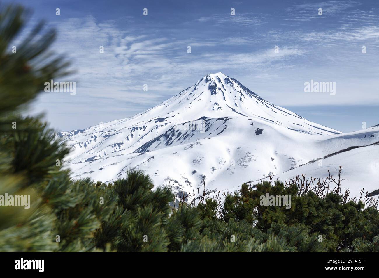 Kamchatka Peninsula volcanic landscape: beautiful snowy cone of Vilyuchinsky Volcano and thickets of evergreen Pinus Pumila bushes. Eurasia, Russian F Stock Photo