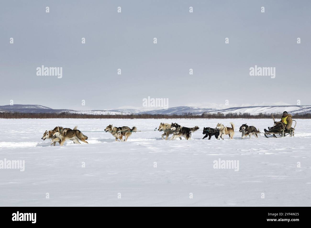 Team Racing Beringa Team run far hi-res stock photography and images - Alamy