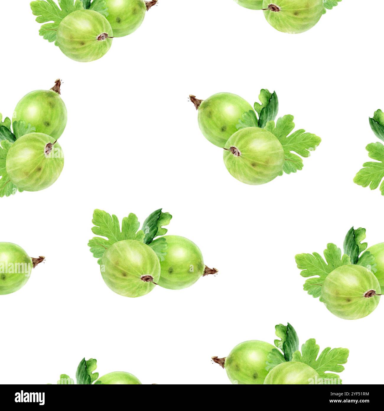 Hand-Painted Watercolor Gooseberry Seamless Pattern Stock Photo - Alamy