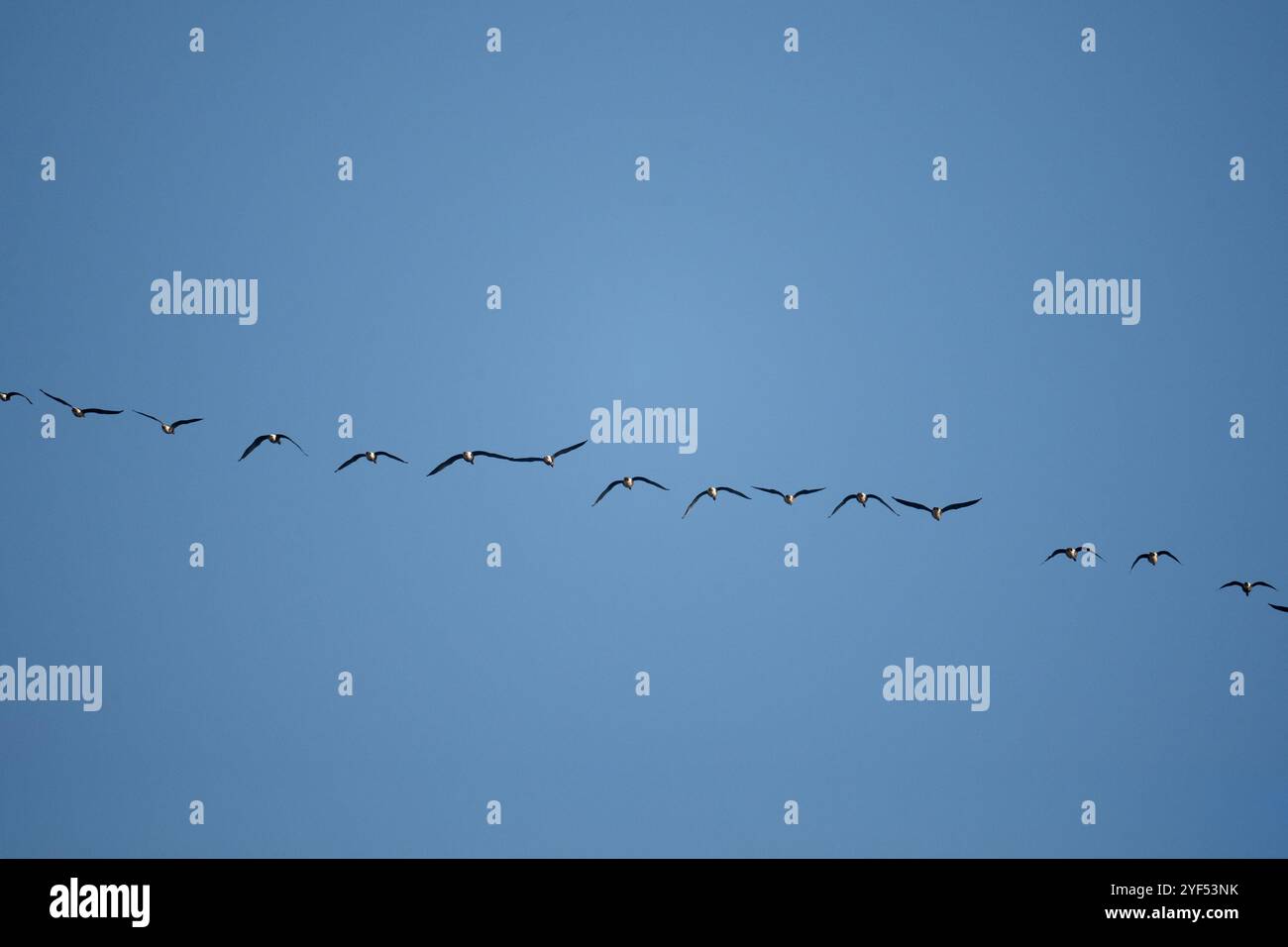 Flock Of Birds Flies Against Sky Backdrop In Formation Stock Photo - Alamy